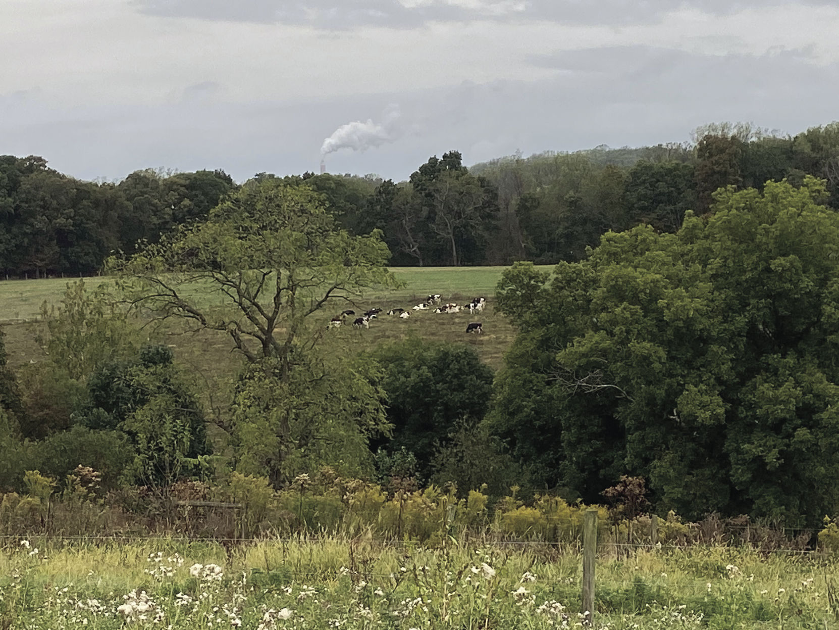 The WVU dairy herd stands out in the pasture.